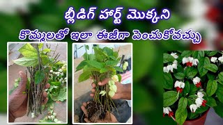 how to to grow bleeding heart from cuttings 💯  || bleeding heart plant propagation in telugu