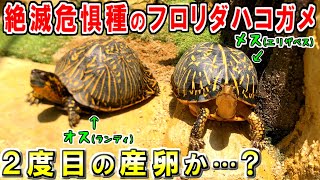 フロリダハコガメが２度目の産卵＆今シーズンの卵を全て見せます！【2022.7.10】