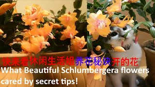 在秋天里得当的护理，让蟹爪兰在冬天里开爆了盆-What Beautiful Schlumbergera flowers cared by secret tips!