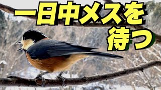 ヤマガラの鳴き声は届くのか〜ダンプカーを怖がるメスを呼び続けるオス