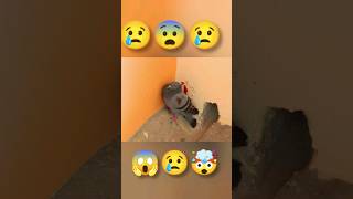 Wait for end 😱😱 ||How back flip#shorts #youtubeshorts #viral #pigeon