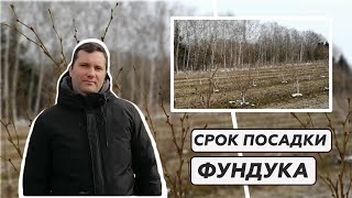 КАКОЙ СРОК ПОСАДКИ У ФУНДУКА?