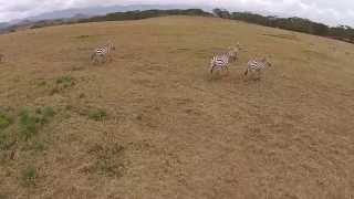 Naivasha Safari by Drone