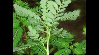 Phyllanthus amarus