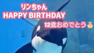 ステラの末娘リンちゃん12歳おめでとう🎉名古屋港水族館🎂2024.11.13