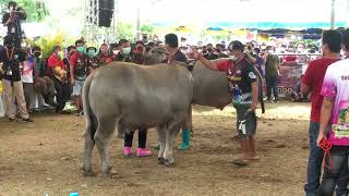 การประกวดควายงามจังหวัดกาฬสินธุ์  #ควายดำ (รุ่นฟันน้ำนมจูเนียร์ ความสูงไม่เกิน 140 - เพศผู้)