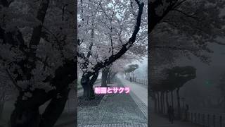 ネコと子ネコとおじさんのネコ無し動画　十和田官庁街の朝靄とサクラ　#sakura #cats #青森 #十和田 #十和田市 #桜 #サクラ #朝靄とサクラ