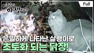 [Full] 이것이 야생이다 2 - 제9부 살쾡이, 두 번째 이야기