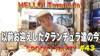 HELLO!Tarantula! #43  以前お迎えしたタランチュラ達の今