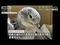 渡り鳥脳内に“コンパス”細胞　北向きで活発に活動 2022年2月5日