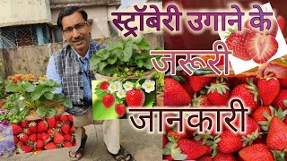 स्ट्रॉबेरी 🍓 उगाने के 5 शानदार तरीके / 5 Best Mulching Methods of Strawberries