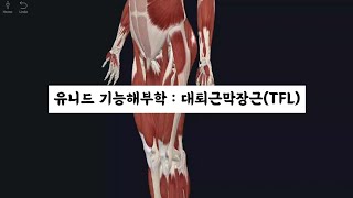 [유니드 기능해부학] 대퇴근막장근 : Tensor Fasciae Latae