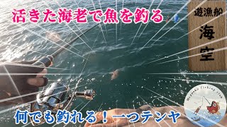 活きた海老なら何でも釣れる🎣【遊漁船　海空】IN瀬戸内海