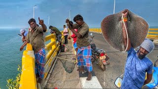 Fishing video || Murugan Brother Catch The stingray Fish For hook fishing || Pamban Bridge #fishing