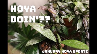 Hoya Doin'?? Update featuring Hoya deykeae, Variegated Hoya compacta, and Hoya linearis #HotForHoya