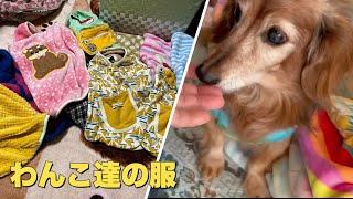 寒くなってきたので服を着る犬（老犬）（シニア犬）（カニンヘンダックス）（ダックスフンド）