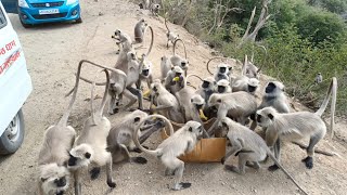 Udaipur से Pali के बीच हनुमान सेना का धावा | Udaipurupdates की टीम ने किया Bejubano ka bhandara