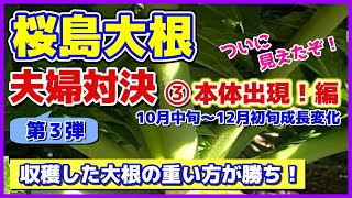 【楽しい】桜島大根夫婦対決！2022-③本体出現！編／どこかのタイミングでついに大根本体が出現します／収穫した大根の重い方が勝ち！