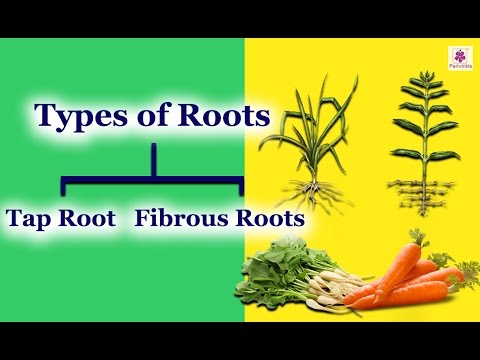 What trees have fibrous roots?