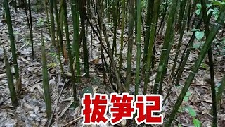 春天竹笋疯长的季节，宝妈钻进竹林不想出来，拔笋的声音好解压