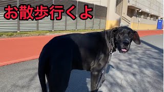 超大型犬 『グレートデン』 お散歩🐕‍🦺