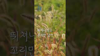 강아지풀 ｜용혜원 ｜시낭송｜좋은글｜좋은시