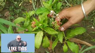 सर्पगंधा Indian snakeroot