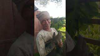 வேலை ஆரம்பம் #trending #agriculture #banana #loading #shortvideo