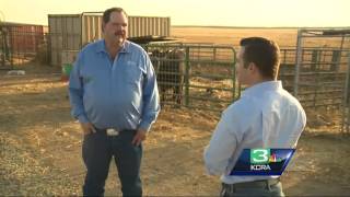 Calf thefts have San Joaquin County farmers on edge