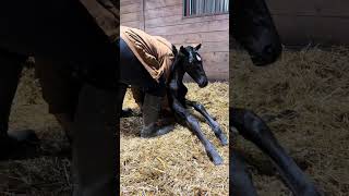 Let’s help this newborn foal stand up for the first time! Throwback!