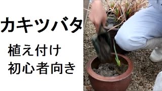 ビオトープのカキツバタ 春で急 成長！カキツバタ植え付け（初心者向き）