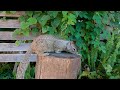 CAT TV  🐦🐿️ Cute California Birds and Squirrels Compilation  Nature Videos For Cats  Dog TV