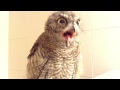 フクロウのクウちゃん、あくびが止まらない。 western screech owl