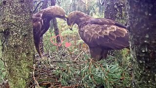 Mazais ērglis (Clanga pomarina)~Anna \u0026 Andris together on nest for the last time~2023/09/14