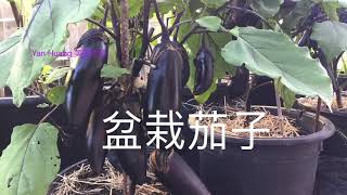 盆栽茄子 /随意移动，害虫少，种植简单，容易管理。https://youtube.com/@yanhuang6825