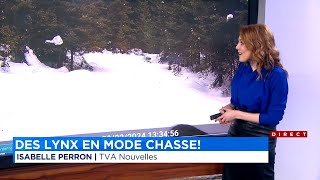 À VOIR | Des lynx font une rare visite dans Charlevoix - explications