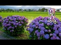 KANAGAWA. Dusk Falling on the Hydrangea bushes around rice fields. #4K #開成町