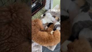 遅れてきた反抗期… #shorts  #保護猫 #犬と猫 #下半身麻痺猫