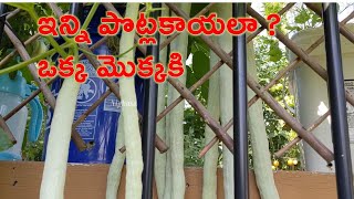 పొట్లకాయవిత్తు నుంచి కోత Seed collectionవరకు| Snake Gourd growingTips| Potlakaya plant @SriNighasa