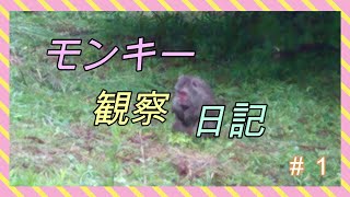 日本猿　観察日記＃１