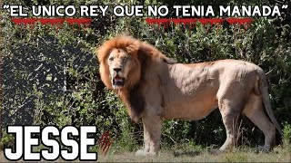 JESSE | EL LEÓN que NO NECESITÓ de UNA MANADA