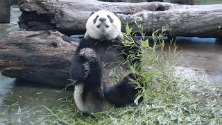 20230508 餐後隔壁飄筍味 圓仔看妹再入睡(早午餐+午餐) Giant Panda Yuan Zai \u0026 Yuan Bao