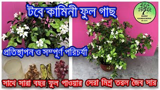 টবেই হবে সুগন্ধি কামিনী ফুল, সারা বছর / Grow fragnant flowering plant Orange Jasmine easily in pot