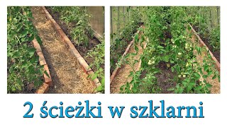 Dwie ścieżki w szklarni - jak się sprawdzają? - Ogrodowe pierdamony 111