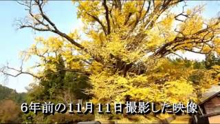 下城の大イチョウ２０１６