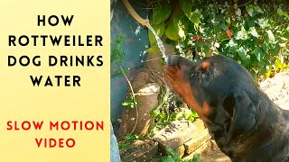 How does the rottweiler dog drinks water - Slow Motion Video