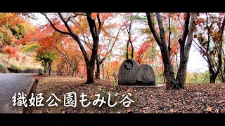 織姫公園もみじ谷の紅葉 ~足利のパワースポット織姫神社と美しいモミジの紅葉~ 2022年11月17日 : 栃木県足利市巴町 : 4K