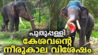 കേശവന്റെ നീരുകാല വിശേഷം | Puthuppally Kesavan | Kerala Bull Elephant in Musth Behaviour