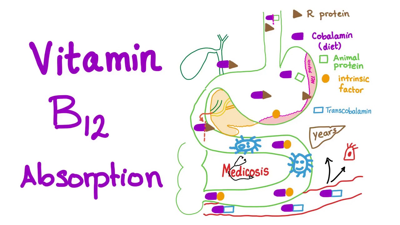 Vitamin B12 Metabolism Pathway