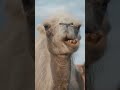 CAMEL DOCUMENTARY 🐪 #music #animal #classicalpiano ##piano #documentary